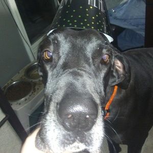 Meet your Posher, Bella